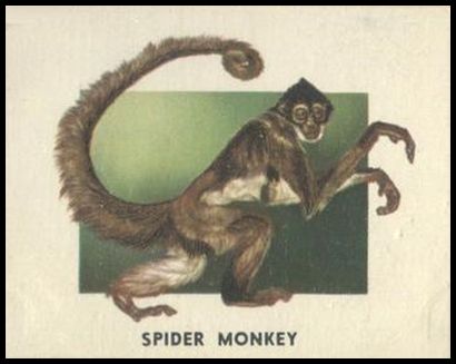151 Spider Monkey